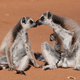 Illustration for article titled Island Of Lemurs is gorgeous, but it’s barely half a movie